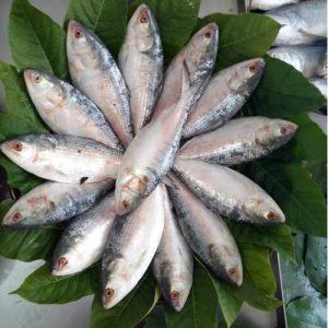BHilsa123